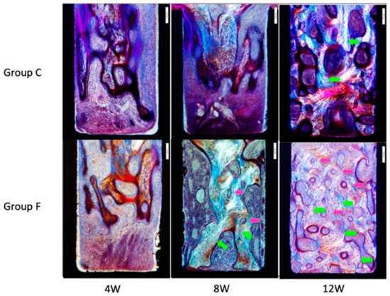 Microscopic images of inner surfaces of slits under polarized light. Greenish-yellow arrows indicate lamellar bone, and pink arrows indicate osteons. Lamellar bone and osteons were visible in Group F at Week 8. At Week 12, Group F showed more lamellar bone and more osteons than Group C.