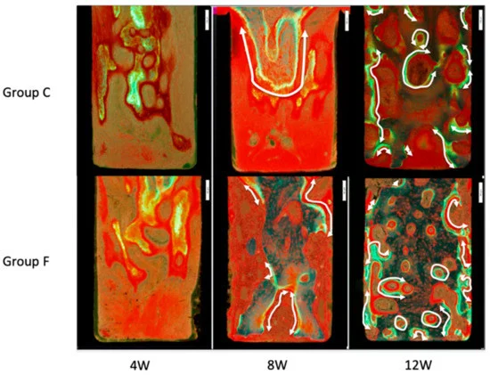 Microscopic images of inner surfaces of slits under fluorescent light. Newly formed bone tissue is identified with calcein-green labeling. White arrows show regions of double labeling. At Week 12, more bone was formed in Group F than in Group C.