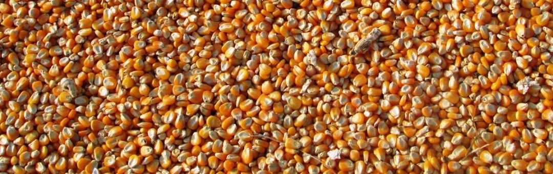 Improving Fermentation of Corn and Ethanol via Near-Infrared Spectroscopy (NIRS)