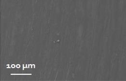 SEM image of the transfer film.