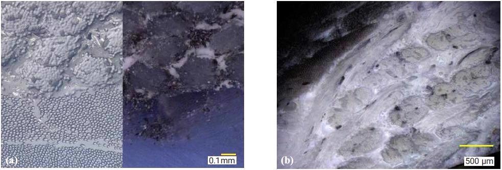 Cross-sectional images showing the discontinuous PTFE fiber construction. Image (a) shows the fiber structure in transverse view while (b) shows fibers longitudinally, highlighted by the red ovals.