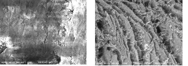 Image of a collagen scaffold at HV mode (left) / image of a collagen scaffold at LV mode (right)
