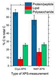 Bar charts showing the average surface composition of P. fluorescens bacteria sample expressed as the amount of substance-related to the different molecular classes constituting the bacterial cell envelope measured under cryo- and NAP conditions from analysis of the respective C1s spectra using the ‘Umeå method.’ Image Credit: Kratos Analytical, Ltd.
