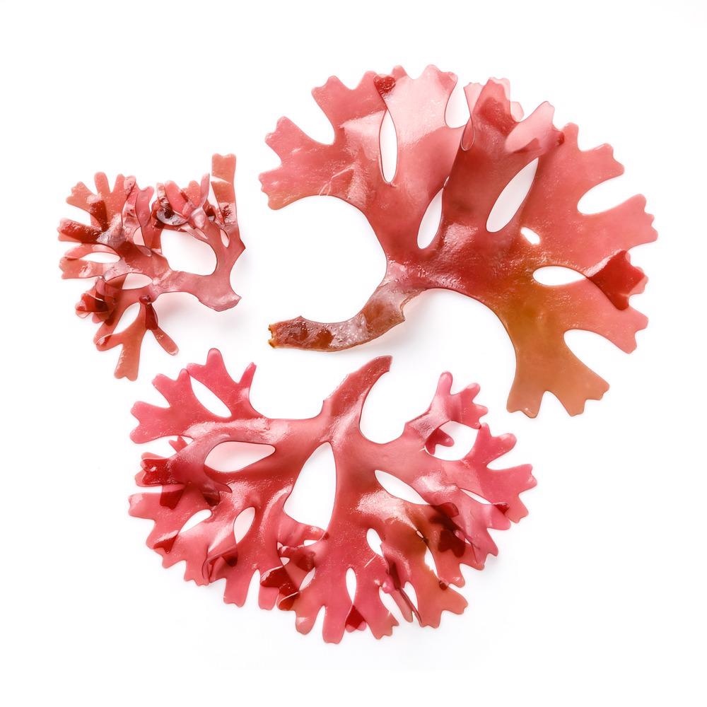 uncommon alchemy, textiles, seaweed, seaweed textiles, materials, sustainable materials