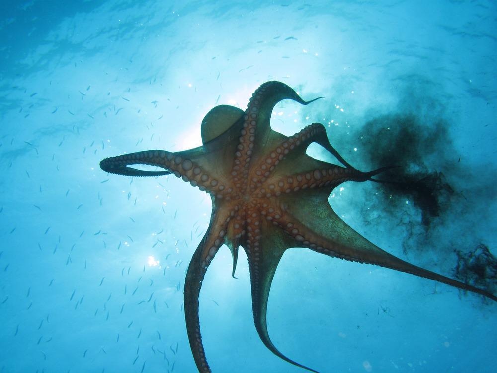 octopus ink, seafood, food traceability, elemental analysis