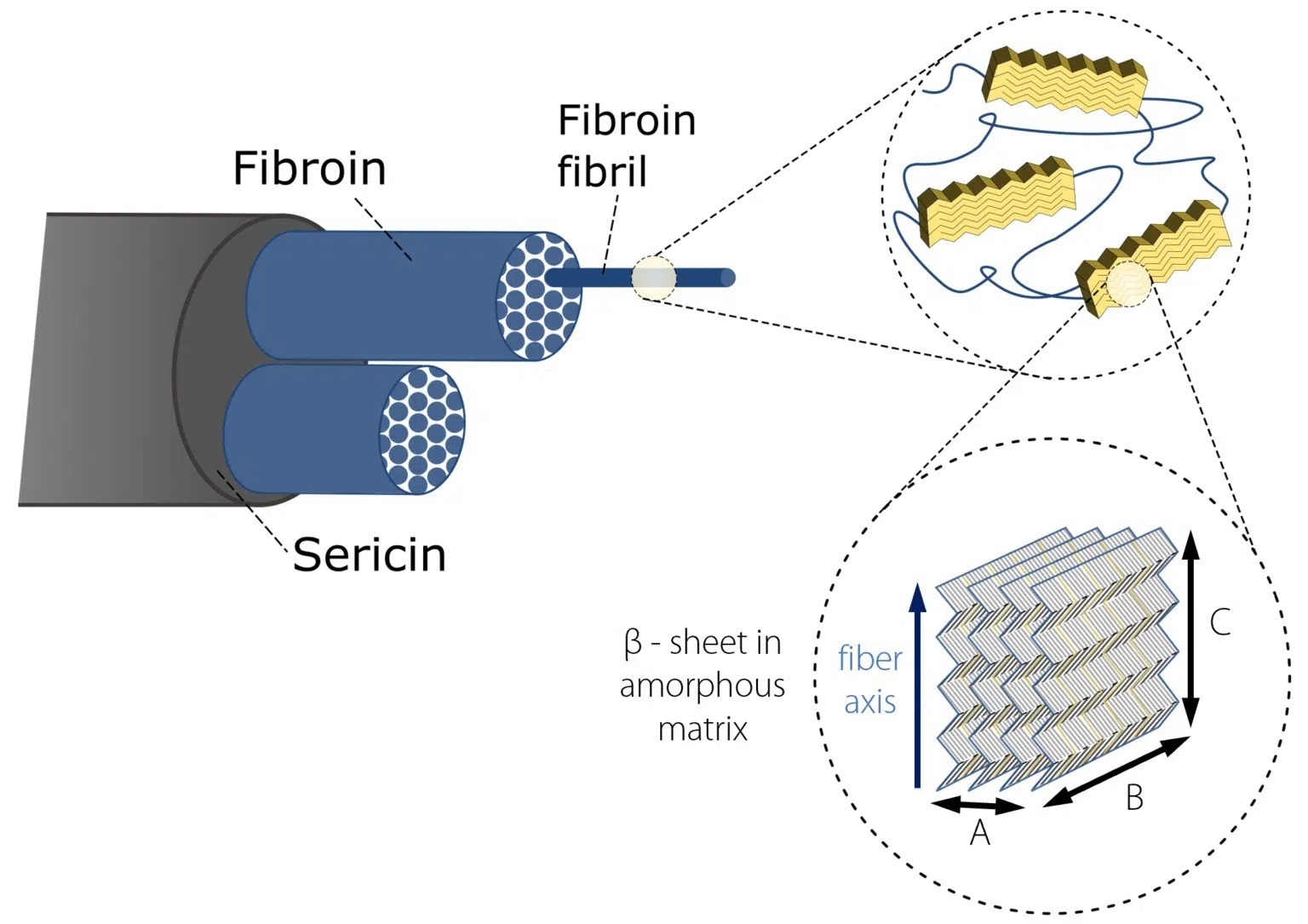 Hierarchical structure of Bombyx Mori silk.