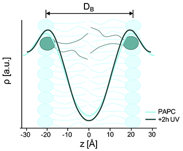 Electron density profile of PAPC multilamellar vesicles without and with 2 hours of oxidation, calculated from the SAXS data shown in Figure 1C. The regions with high electron density are attributed to the lipid headgroups, whereas the low electron density regions correspond to the acyl chains.