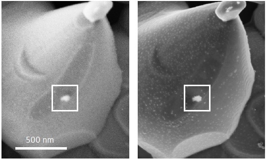 (L) Standard SE detector with no decoration visible; (R) use of Inlens SE technology allows nanoparticle decoration to be observed.