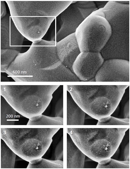SmartSEM touch allows for rapid image improvements with automated drift correction and auto brightness contrast sharpening.