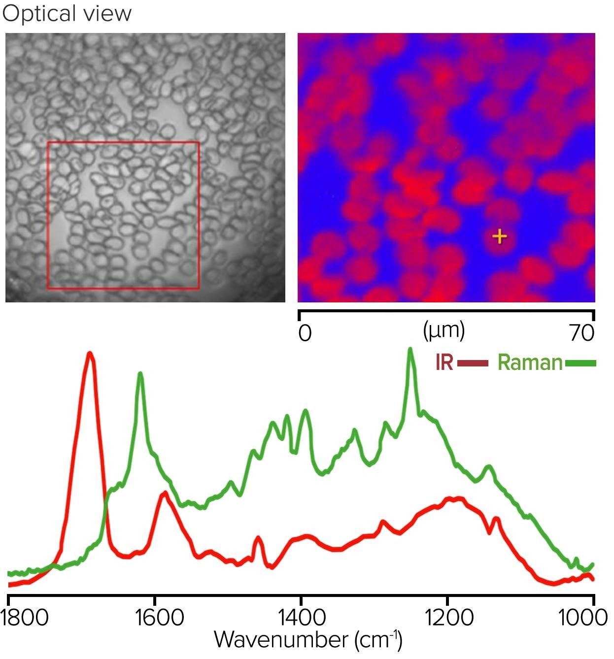 Monolayer of red blood cells, with Raman image and corresponding O-PTIR and Raman spectra.