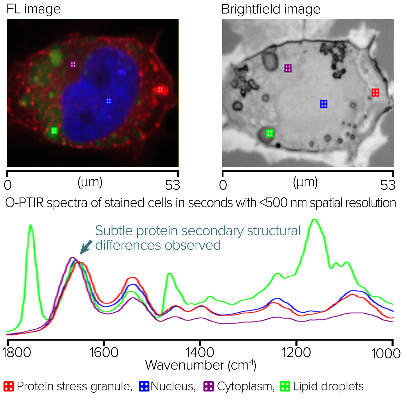 Fluorescence guided Stained Neuroglioma cells and corresponding O-PTIR spectra.