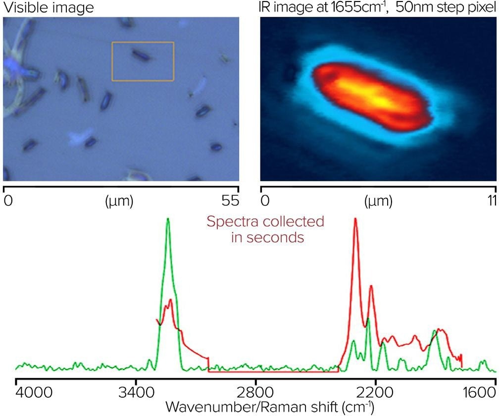 Single bacterial cell, with IR image and corresponding spectra from O-PTIR and Raman.