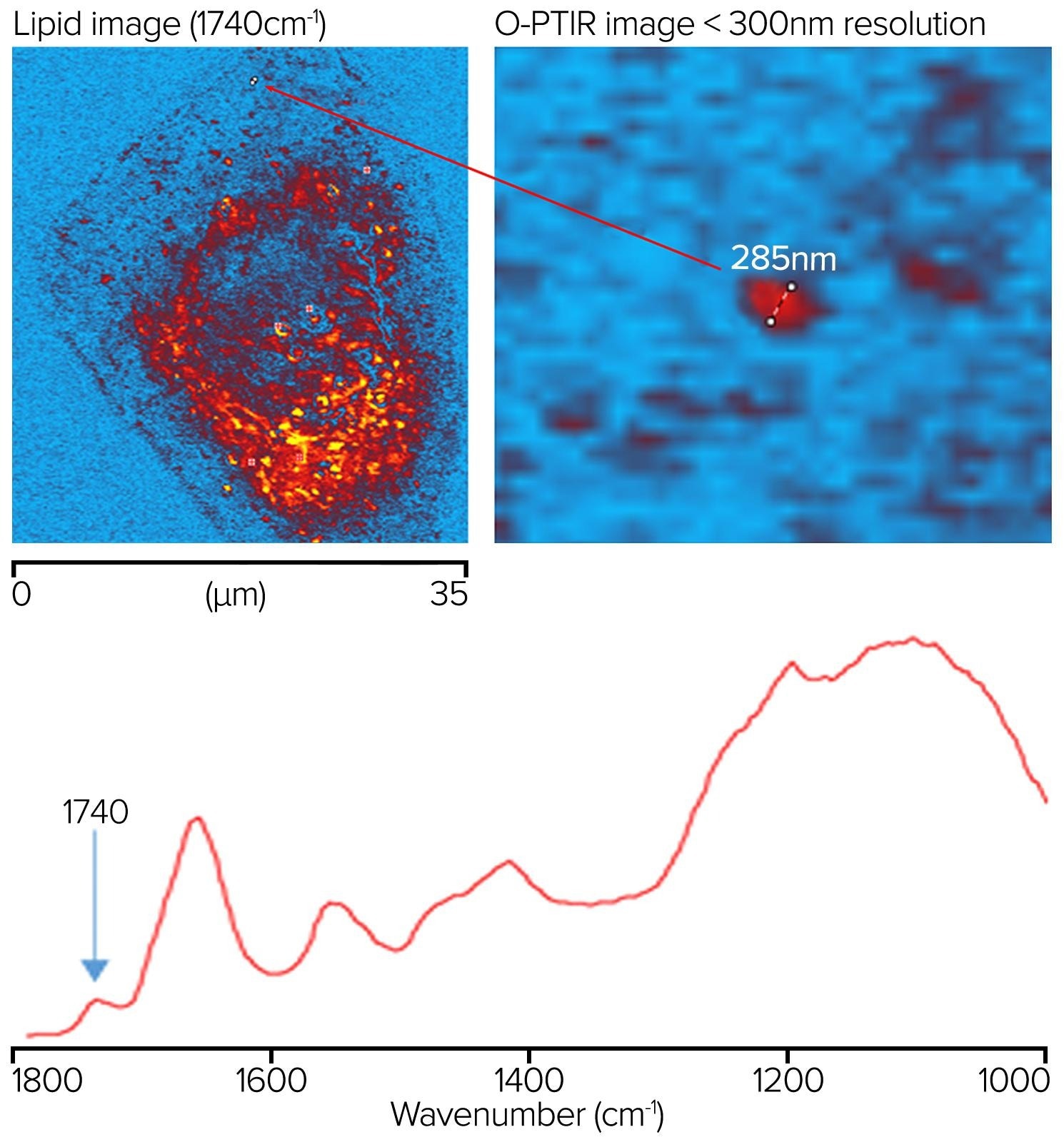 Lipid sample measured at 1740 cm-1 showing a feature resolution of <300 nm with O-PTIR imaging.