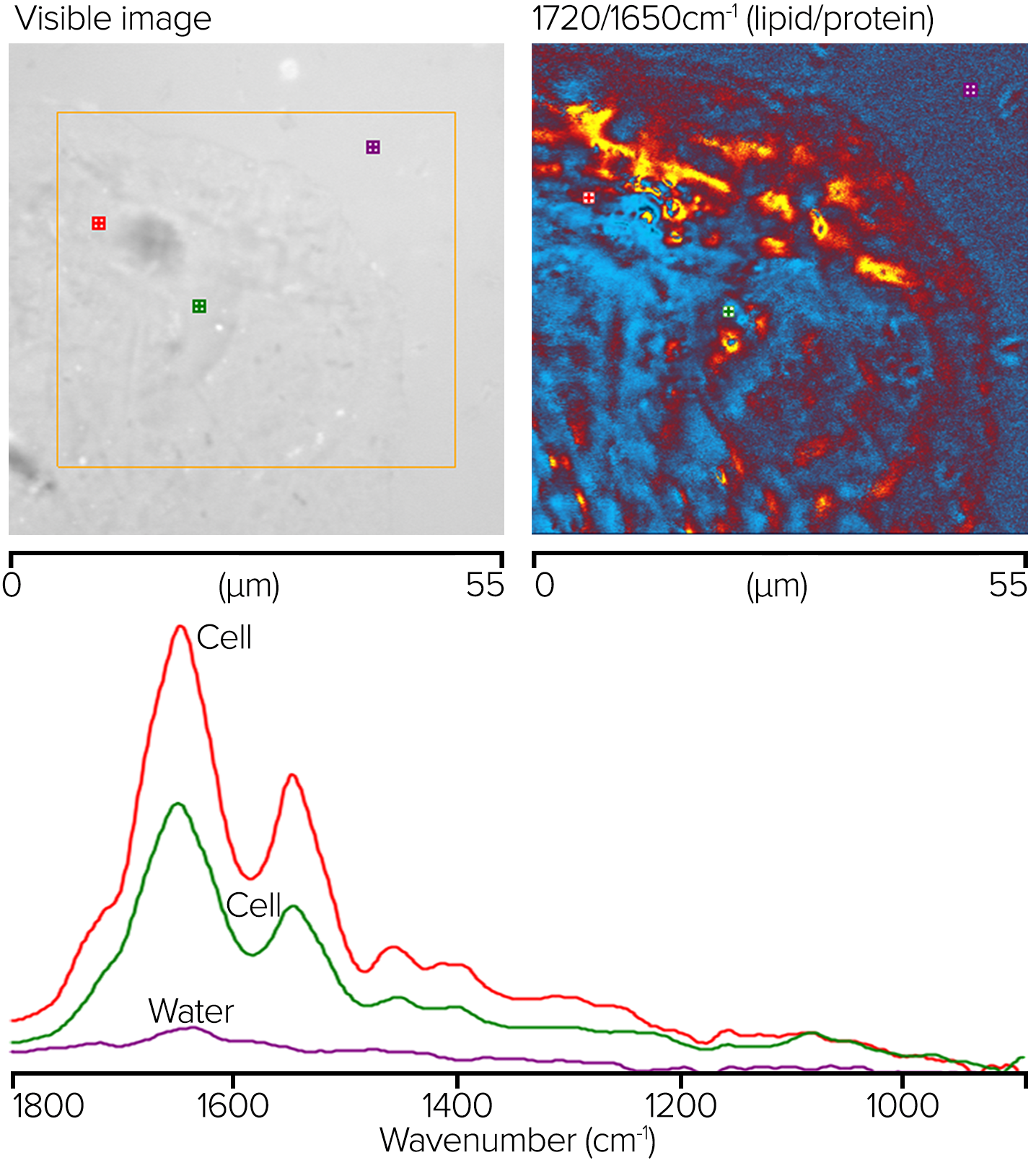 O-PTIR ratio image showing corresponding lipid/protein regions and measured spectra at noted locations.