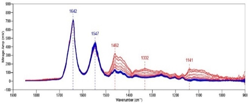 mIRage line array spectra collected from locations shown in figure 5. Data has been normalized to 1642 cm-1.