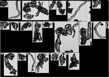FlowCam images of cellulose particles used in food texturing applications