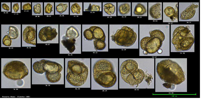 FlowCam images of pollen particles