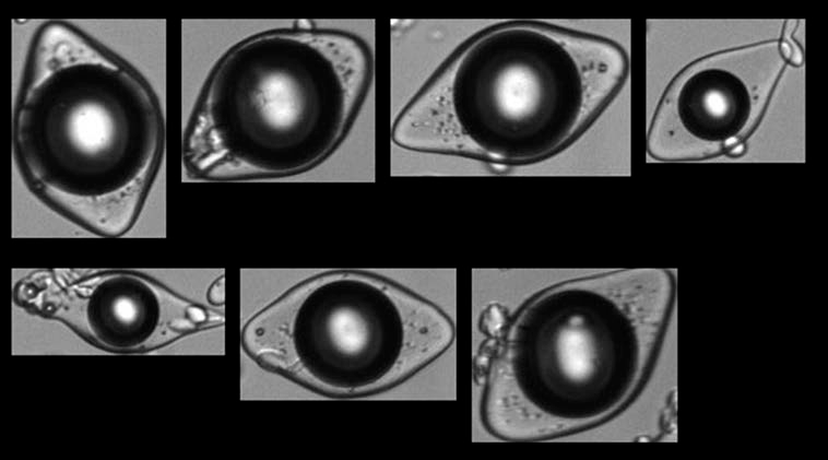 FlowCam images of encapsulated flavor particles