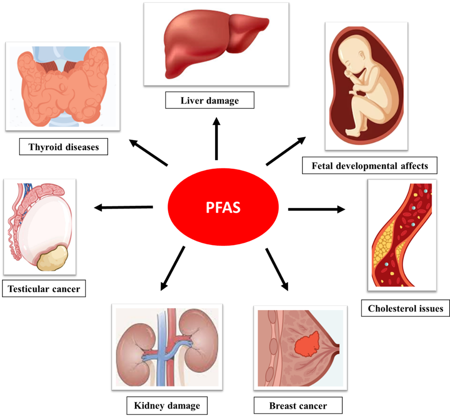 Effects of Perfluoroalkyl substances on human body