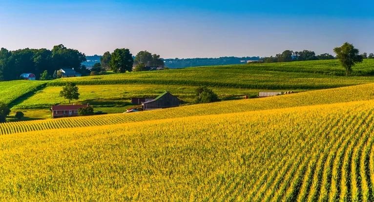 Harnessing Carbon and Nitrogen for Optimal Crop Growth and Quality