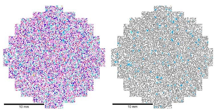 2D mineral maps produced with TESCAN TIMA. Left: all minerals. Right: Gangue phases are represented using grey while ore minerals are highlighted in blue. 2D mineral maps produced with TESCAN TIMA. Left: all minerals. Right: Gangue phases are represented using grey while ore minerals are highlighted in blue.