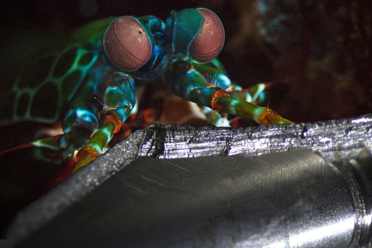 How Nature Inspired These Performance-Exceeding Composite Materials