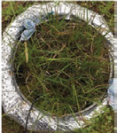 Mesocosm plot inserted in mineral soil.