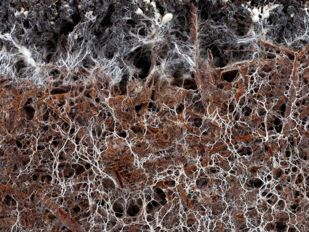 Can Fungal Filaments Transform Energy Storage?