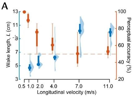 The wake length increases with increasing scanning speed (blue: median, interquartile range, and violin plot). Accuracy of tactile motion perception follows an opposite trend (red: median, interquartile range, and extrema).
