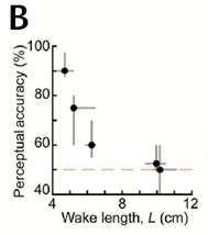 As the wake length increases, the perceptual accuracy decreases monotonically (median and interquartile range are shown)