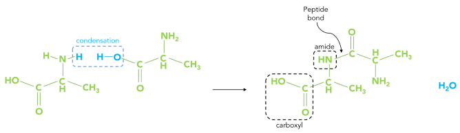 Dehydration reaction between two residues to form a longer amino chain and water as a by-product