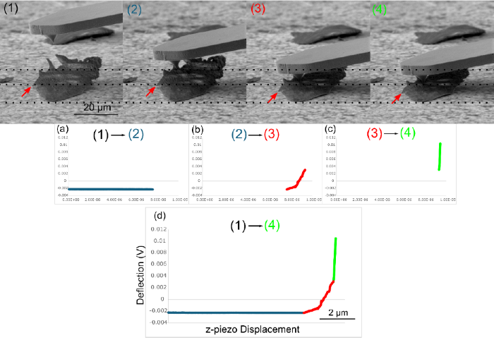 SEM images 1 - 4 show the position of the cantilever during the acquisition of a force-distance curve. To illustrate the movement of the particle during the force-distance curve, horizontal dashed lines were added to the SEM images. The force-distance curve was divided into three sections (a-c). The force-distance curve (shown in (a)) in the range between images 1 and 2 shows constant deflection of the cantilever during the initial approach to the particle surface. The range between 2 and 3, on the other hand, shows an increase in the deflection (b). This deflection is because the cantilever pushes the particle downward onto the surface and does not exhibit any real mechanical data. The green curve in (c) shows the sequence of the force-distance curve between the SEM images 3 and 4. A very steep increase can be noticed since the particle is now completely pushed onto the sample surface. The complete force-distance curve is shown in figure (d)