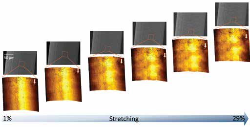 SEM and AFM analysis at progressive levels of stretching.