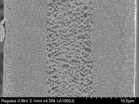 Cross section of separator membrane.