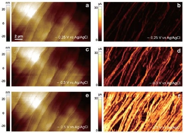 SECCM Topographies (a,c,e) and SECCM electroactivity maps (b,d,f) of HOPG. The reduction of Ru(NH3)63+ of the same area was measured by applying different potentials of - 0.25 V (b), - 0.30 V (d), and - 0.50 V (f) vs Ag/AgCl. The probe diameter was ca. 200 nm and the probe was modulated by 10 nm to operate in AC mode SECCM. 5 mM Ru(NH3)6CL3 was filled into both barrels of the probe with 25 mM KCl as reference electrolyte. Typical acquisition times were xxx s/image