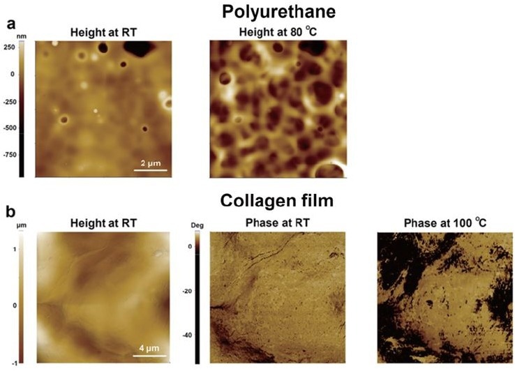 Topographical comparison of materials according to temperature change. Height images of polyurethane at RT and 80 oC (a), Height and phase images of collagen film at RT and 100 oC (b)