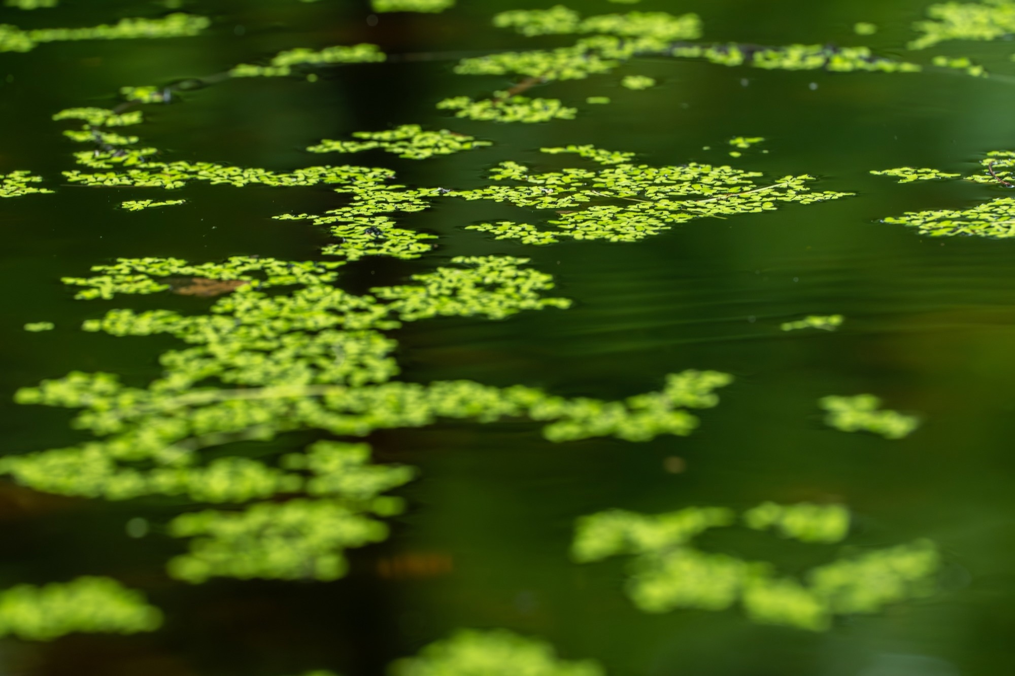 Closeup of Blue-Green Algae