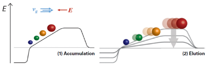 TIMS principle based on the parallel accumulation/trapping and serial release of compounds based on their 3-dimensional structure and size