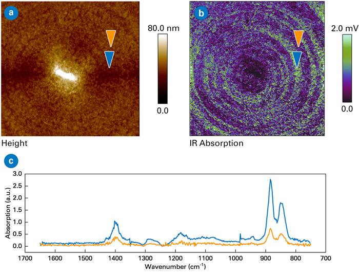AFM-IR measurements of P(VDF-TrFE). Scan sizes 10x10 µm. a) Topography image, b) AFM-IR absorption image at 880 cm-1 exhibiting toroidal polar topology for the lamellae, c) AFM-IR spectra measured at neighboring bands marked by arrows in the absorption image