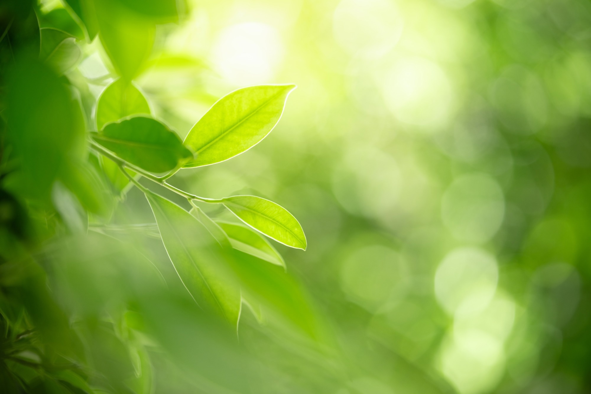 Image of leaves on a tree, focused on one leaf.