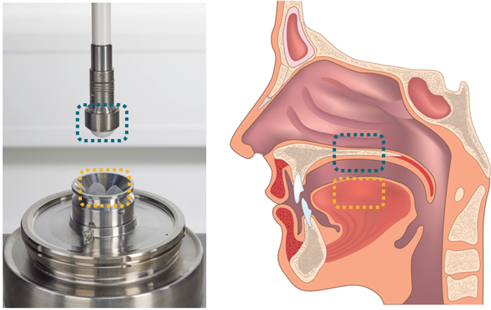 Tribo-rheometry measuring geometry consisting of a Ball-On-Three-Discs setup (left) as well as the corresponding tribo-system of the human mouth (tongue-yellow square, palate-blue square) (right)