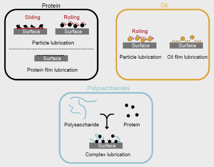 Bio-lubrication mechanisms of protein, oil as well as polysaccharide according to 6, 7