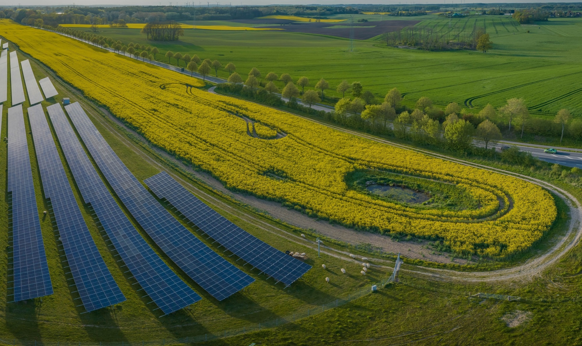 Panoramic view of solar farm with a field of maize to the right.