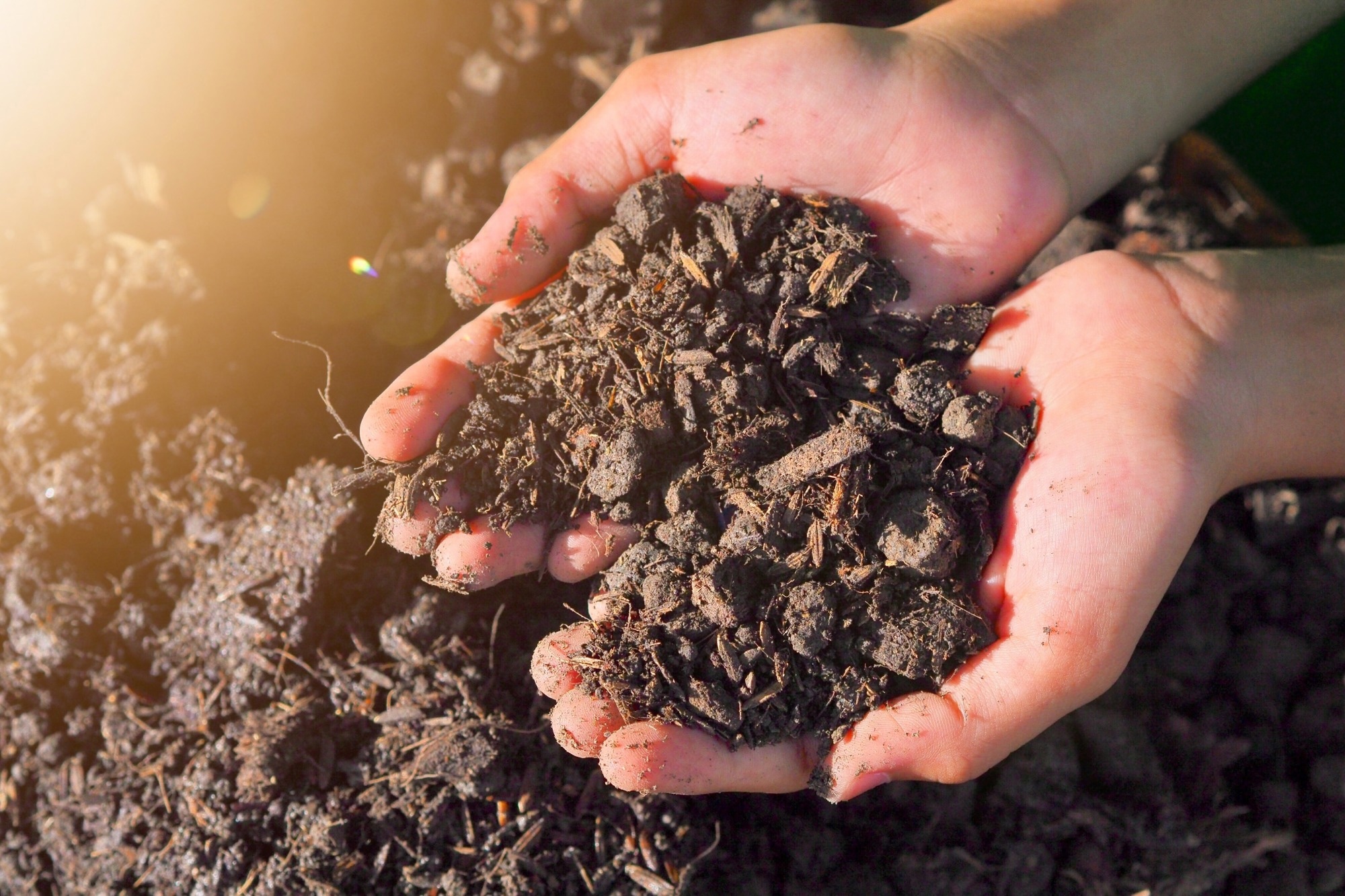 A picture of healthy soil