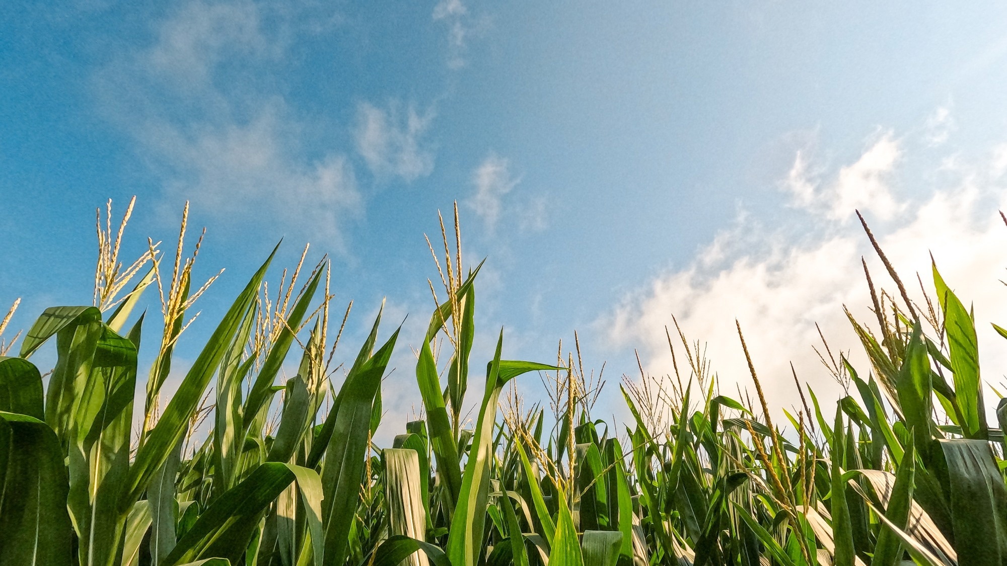 A picture of healthy crops