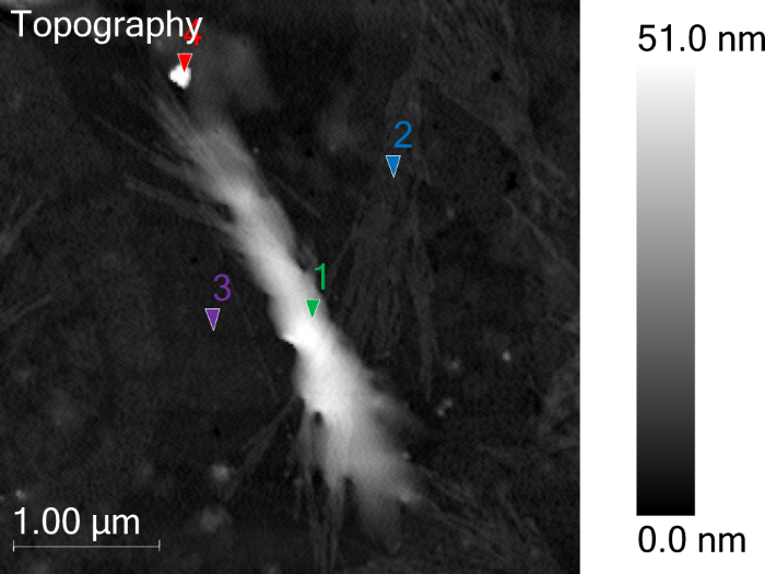 AFM Topography from the target chitin nanocrystal. Note the colored triangles, where point PiF-IR spectra are acquired on