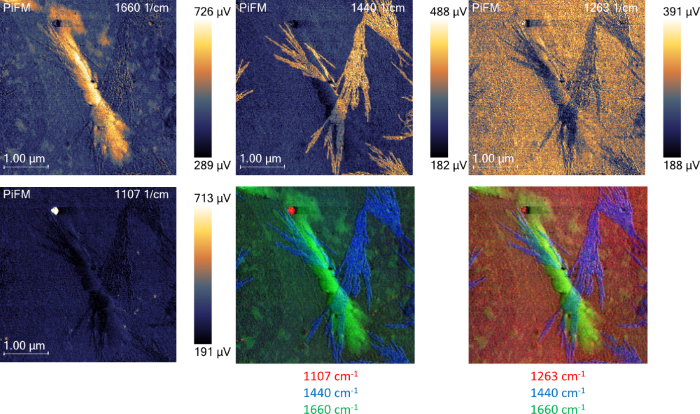PiFM images at different wavenumbers highlight different components of the sample. The two bottom right images are composite of three PiFM images at three different wavenumbers colored red, green, and blue