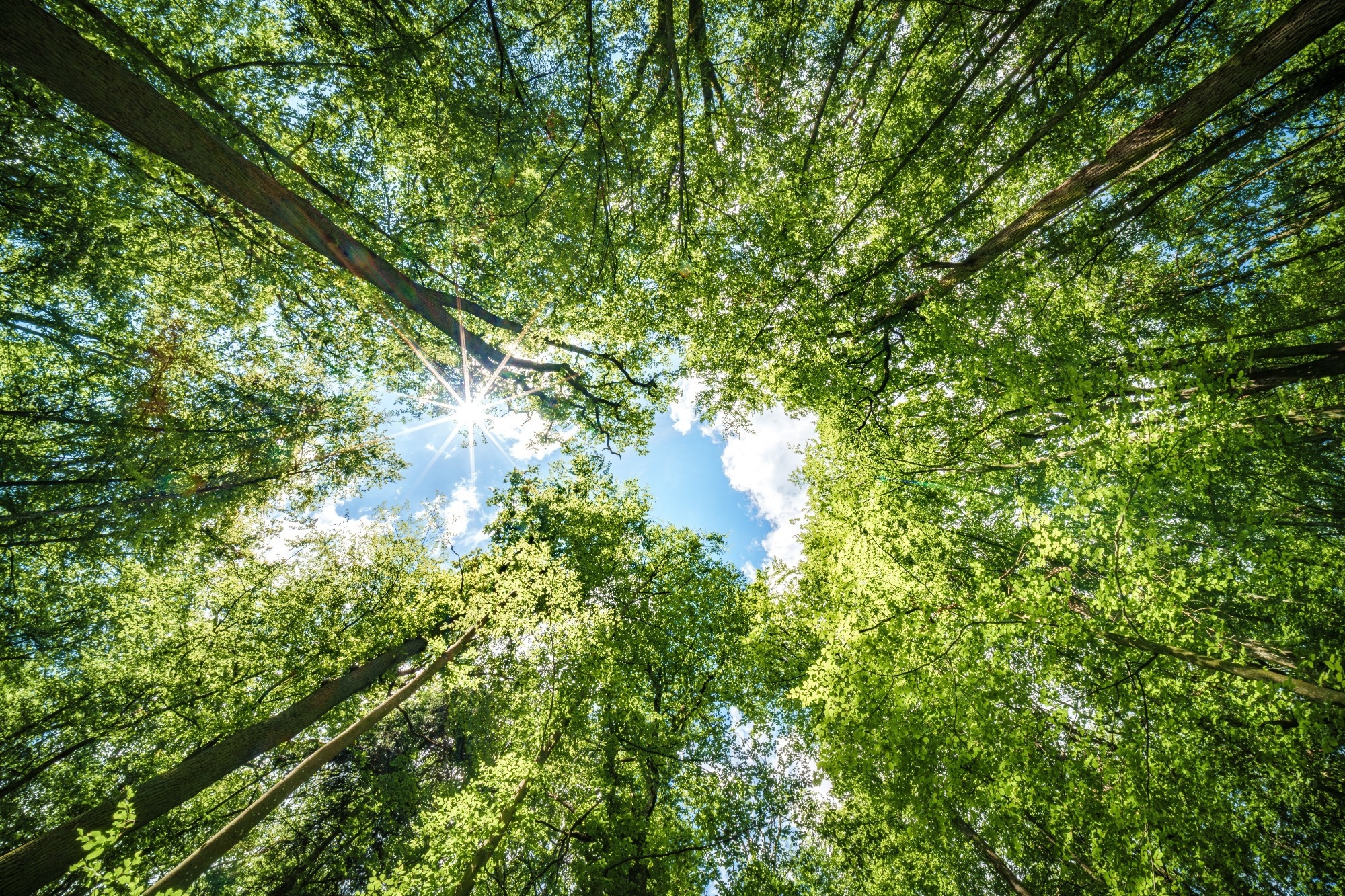 A forest scape looking up to the sky with trees (lignin source) towering around a gap to the sky.