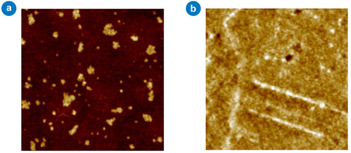 High-resolution AFM scans (1x1 µm) of (a) dielectric and (b) copper pad that show roughness and defects such as small pits and protrusions
