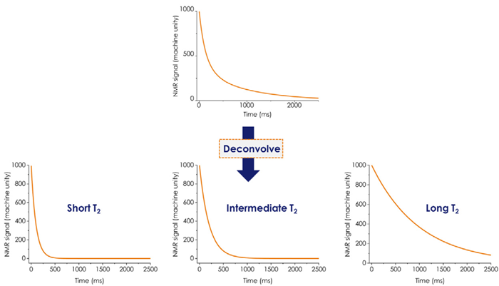 Multiexponential transverse relaxation (T2) decay